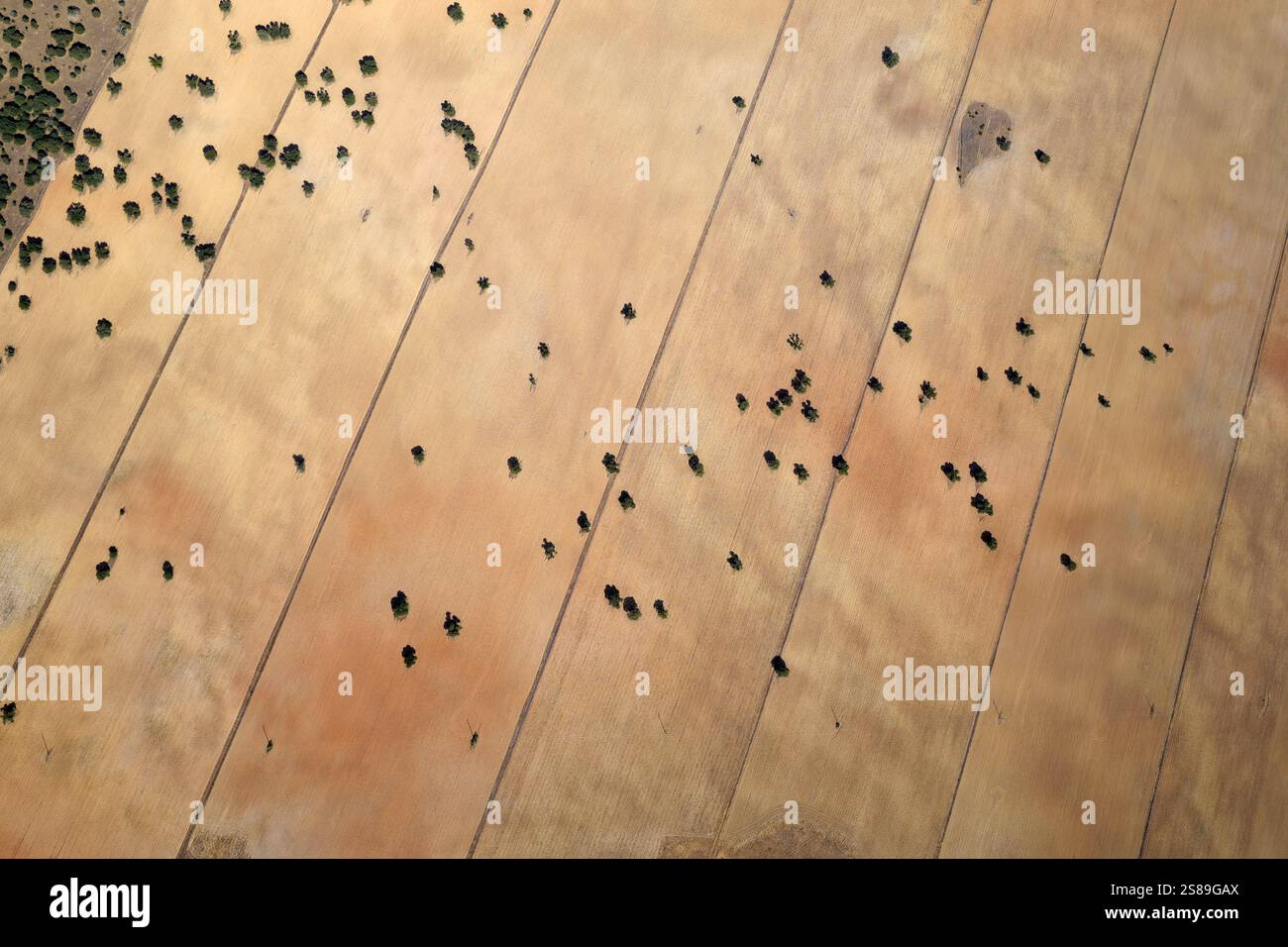 Vista aerea di campi arati rettangolari con alberi sparsi. Sancti-Spiritus, Spagna. Foto Stock