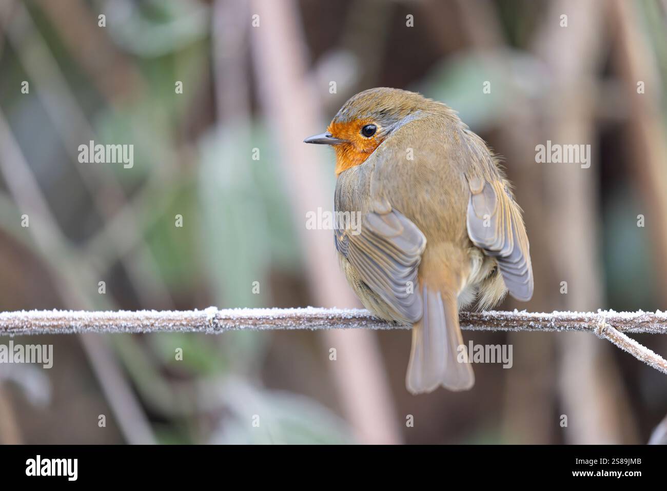 Primo piano posteriore dell'uccello selvatico del Regno Unito (erithacus rubecula) che si trova isolato su un ramo ghiacciato coperto di gelo, la testa girata lateralmente guardando la spalla. Foto Stock Primo piano posteriore dell'uccello selvatico del Regno Unito (erithacus rubecula) che si trova isolato su un ramo ghiacciato coperto di gelo, la testa girata lateralmente guardando la spalla. Foto Stock