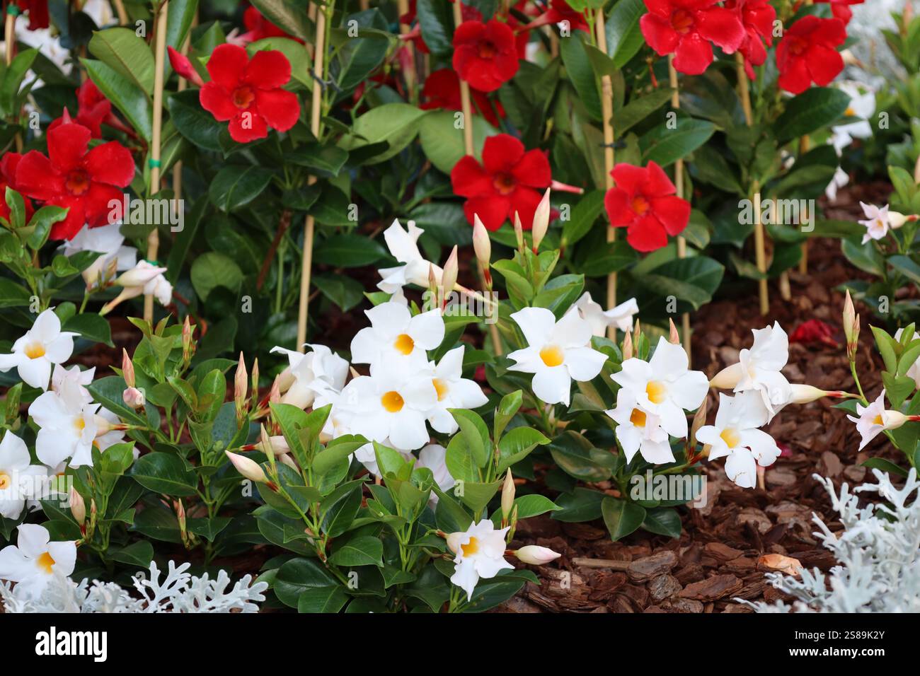 bouquet di fiori bianchi luminosi con centro giallo contro fiori rossi Foto Stock