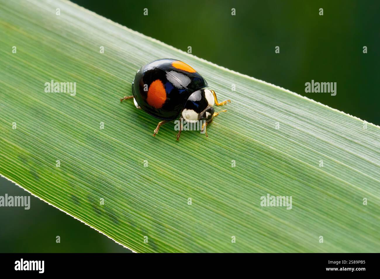 Ladybird asiatico nero (Harmonia axyridis forma conspicua) su una foglia verde scanalata Foto Stock