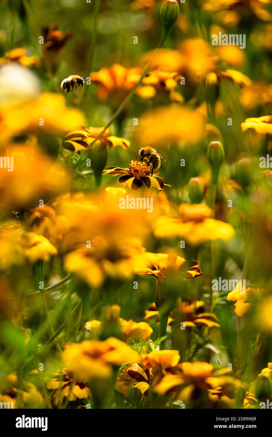Bomblebees che impollina vibranti fiori Marigold francesi a righe in un giardino estivo Foto Stock