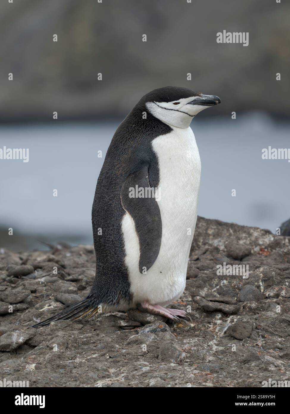 Pinguino Chinstrap. Antartide, Isole Shetland meridionali, Isola di Barrientos Foto Stock