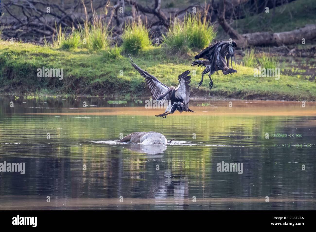 Due avvoltoi indiani, in grave pericolo, combattono su un bufalo d'acqua morta in un lago. Foto Stock