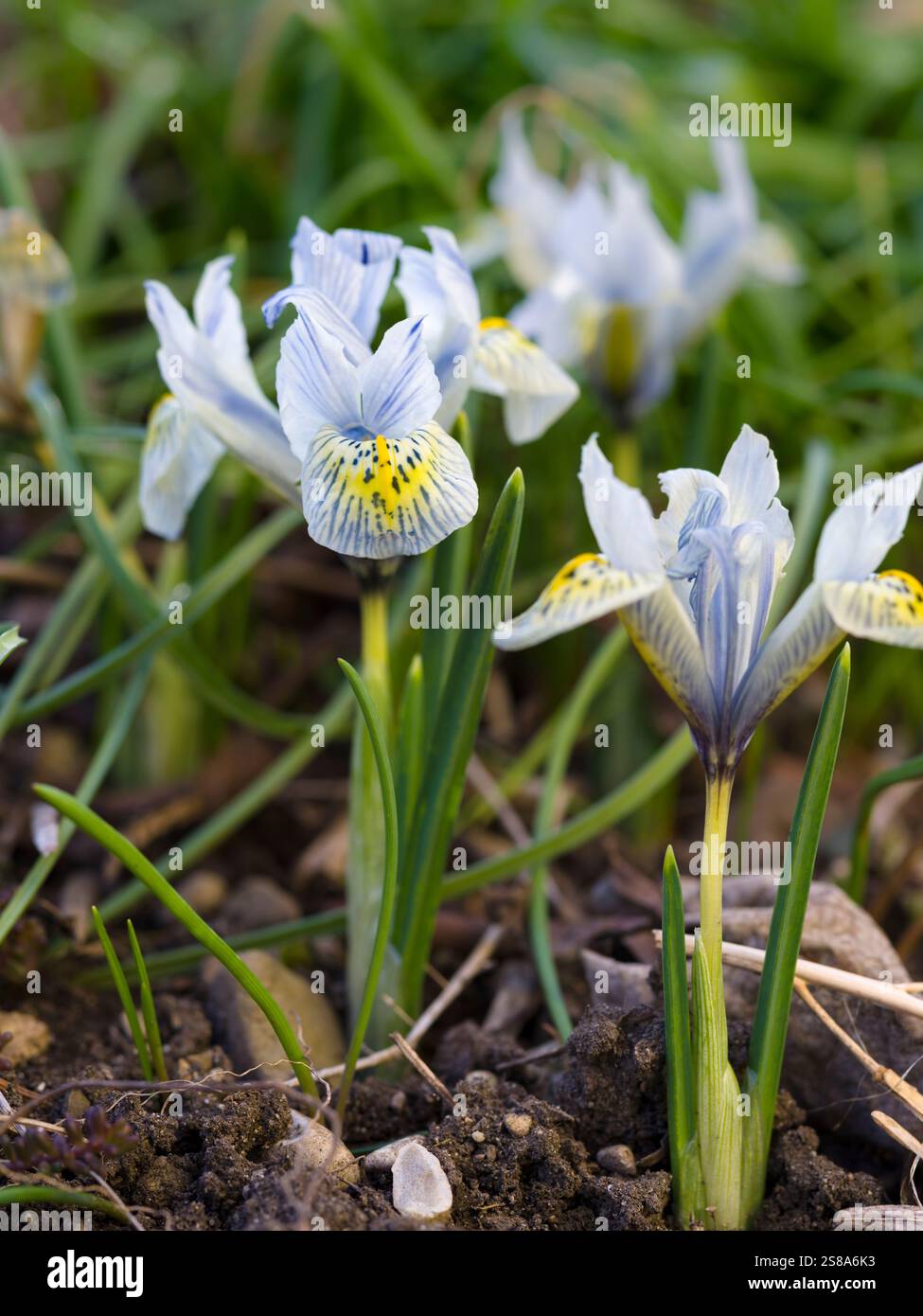 Iris ibrida a rete Katharine Hodgkin, Europa centrale, Germania Foto Stock