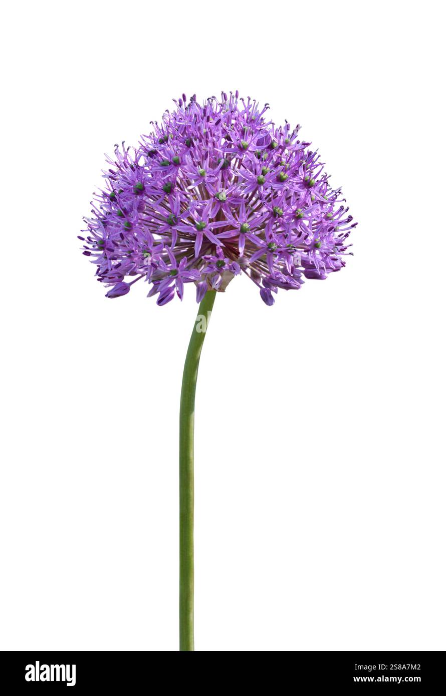 Fessura isolata per fiori di Allium ornamentale viola su bianco Foto Stock