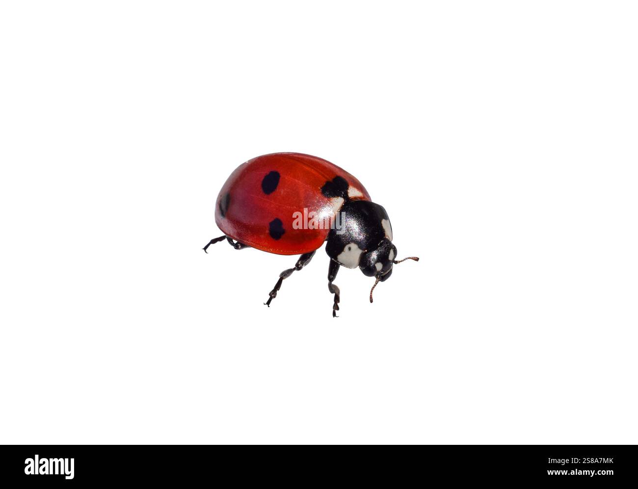 Vista frontale macro ravvicinata, sagoma isolata, coccinella rossa su bianco Foto Stock