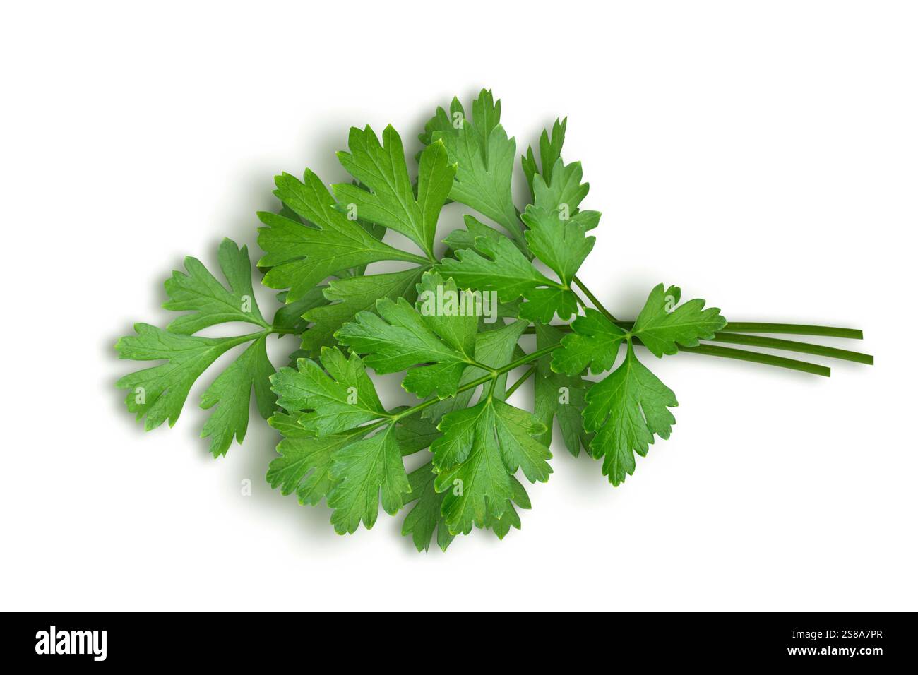 Un mucchio di prezzemolo verde a foglia piatta isolato su bianco Foto Stock
