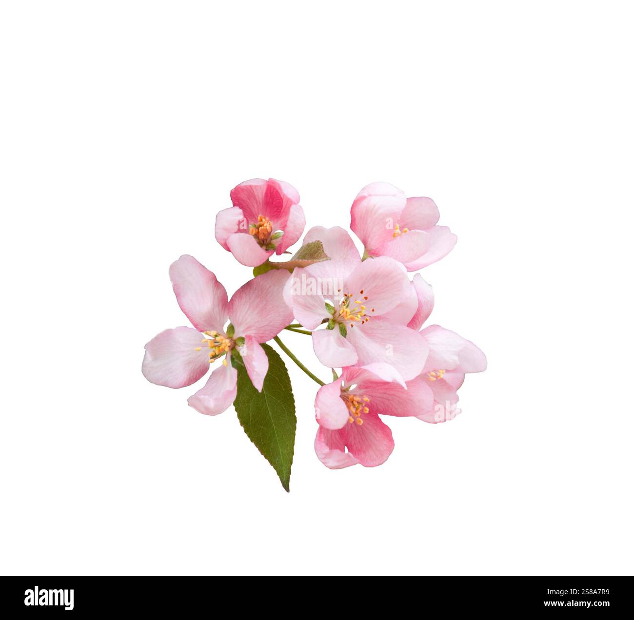 Fiori di primavera rosa ritaglio isolato su bianco Foto Stock