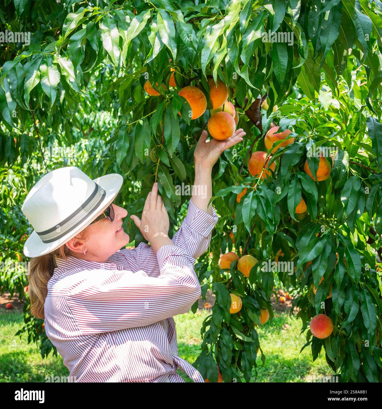 La donna raccoglie pesche in un frutteto nel Kentucky centrale Foto Stock