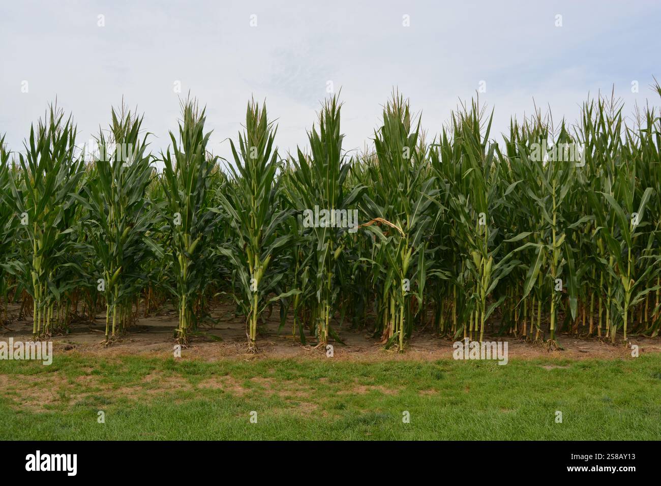 Sweet Corn Plants Farm Field Foto Stock