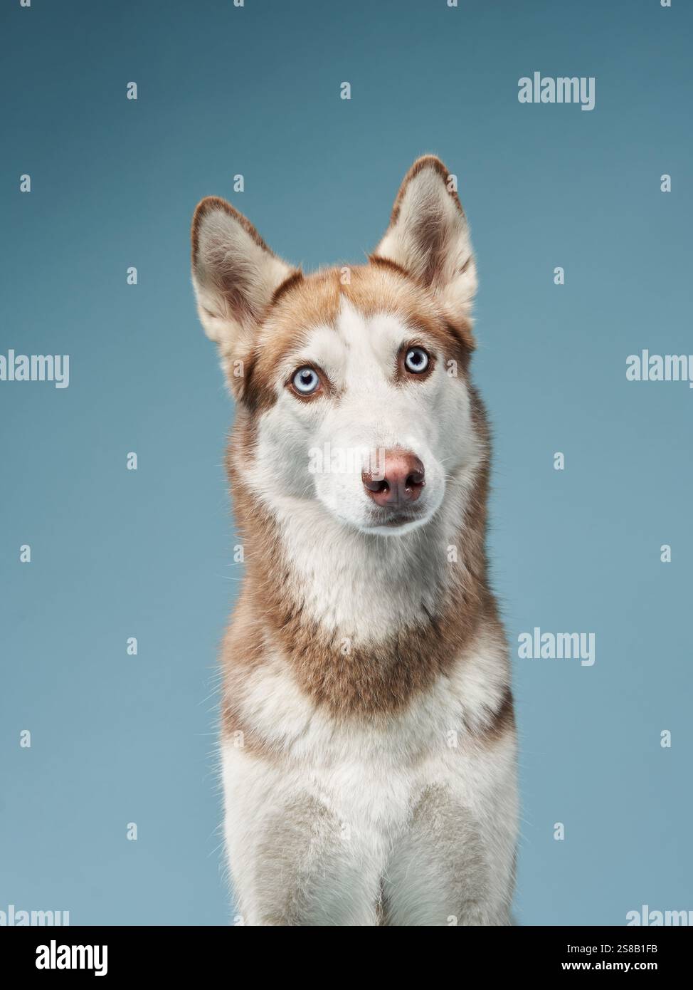 Un Husky siberiano guarda verso l'alto bilanciando una delizia sul naso, su uno sfondo blu vivace. L'immagine acquisisce la messa a fuoco addestrata e. Foto Stock