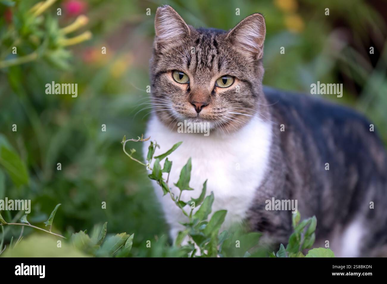 primo piano di un gatto da tavola nell'erba alta Foto Stock