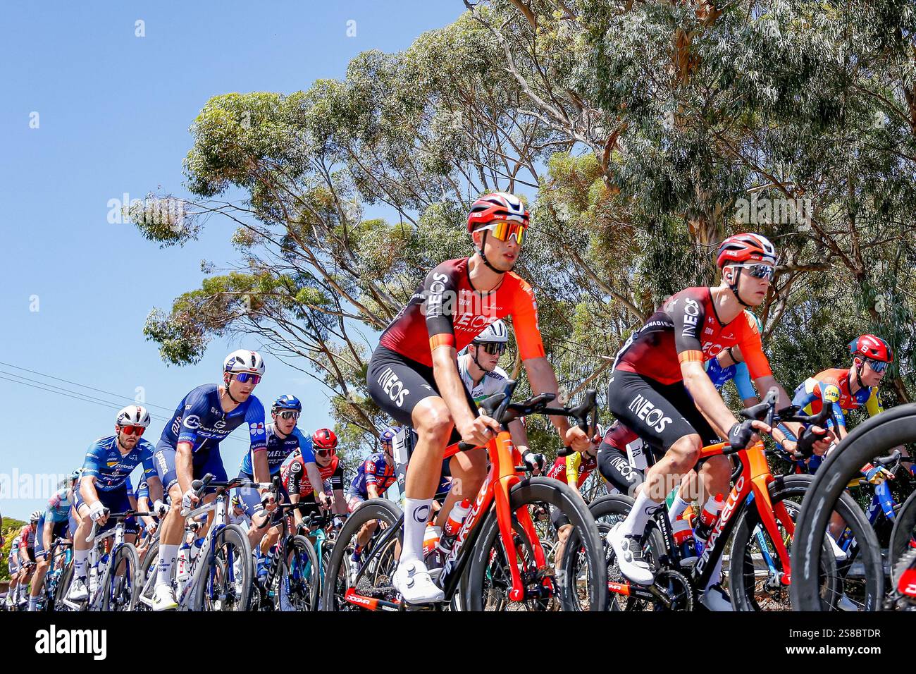 2025 Tour Down Under, Stage Two Tanunda, Australia del Sud, Australia The Peloton on Angaston Road Credit; Mark Willoughby/ALAMY Live News Foto Stock