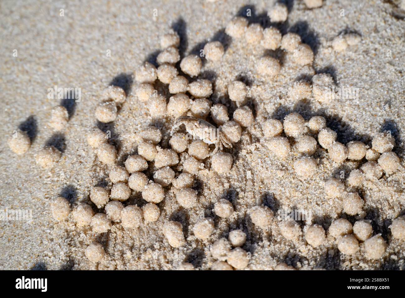 Granchio gorgogliatore di sabbia, Dotilla di Scopimera, mimetismo su spiaggia sabbiosa, fondo di consistenza delle palle, ambiente naturale costiero, dettagli ravvicinati Foto Stock