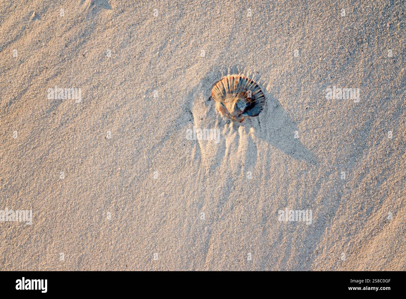 Conchiglia sulla spiaggia sabbiosa, dettaglio ravvicinato, ambiente naturale naturale naturale, stile di vita costiero della spiaggia, vacanze estive Foto Stock