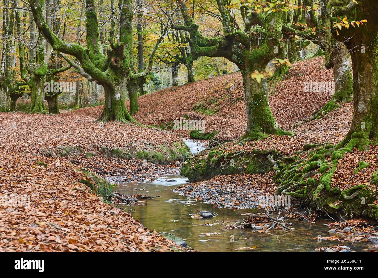 Foresta di faggi a Vizcaya. Hayedo Otzarreta, Gorbeia. Paesaggio autunnale. Spagna Foto Stock