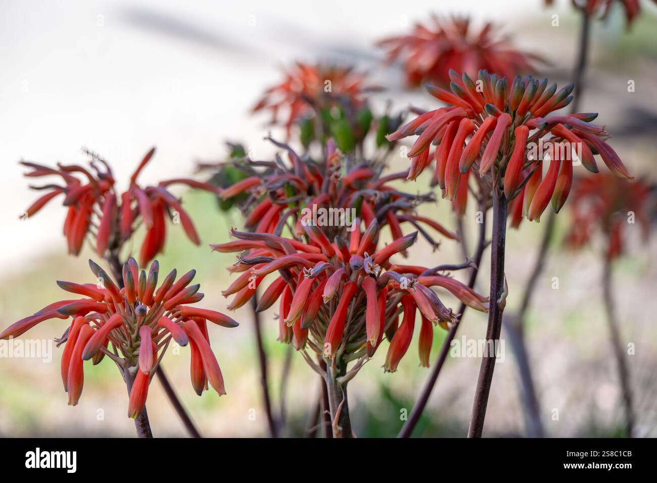 Sapone aloe maculata piante fiori, gel curativo medico, succulento giardino tollerante alla siccità Foto Stock