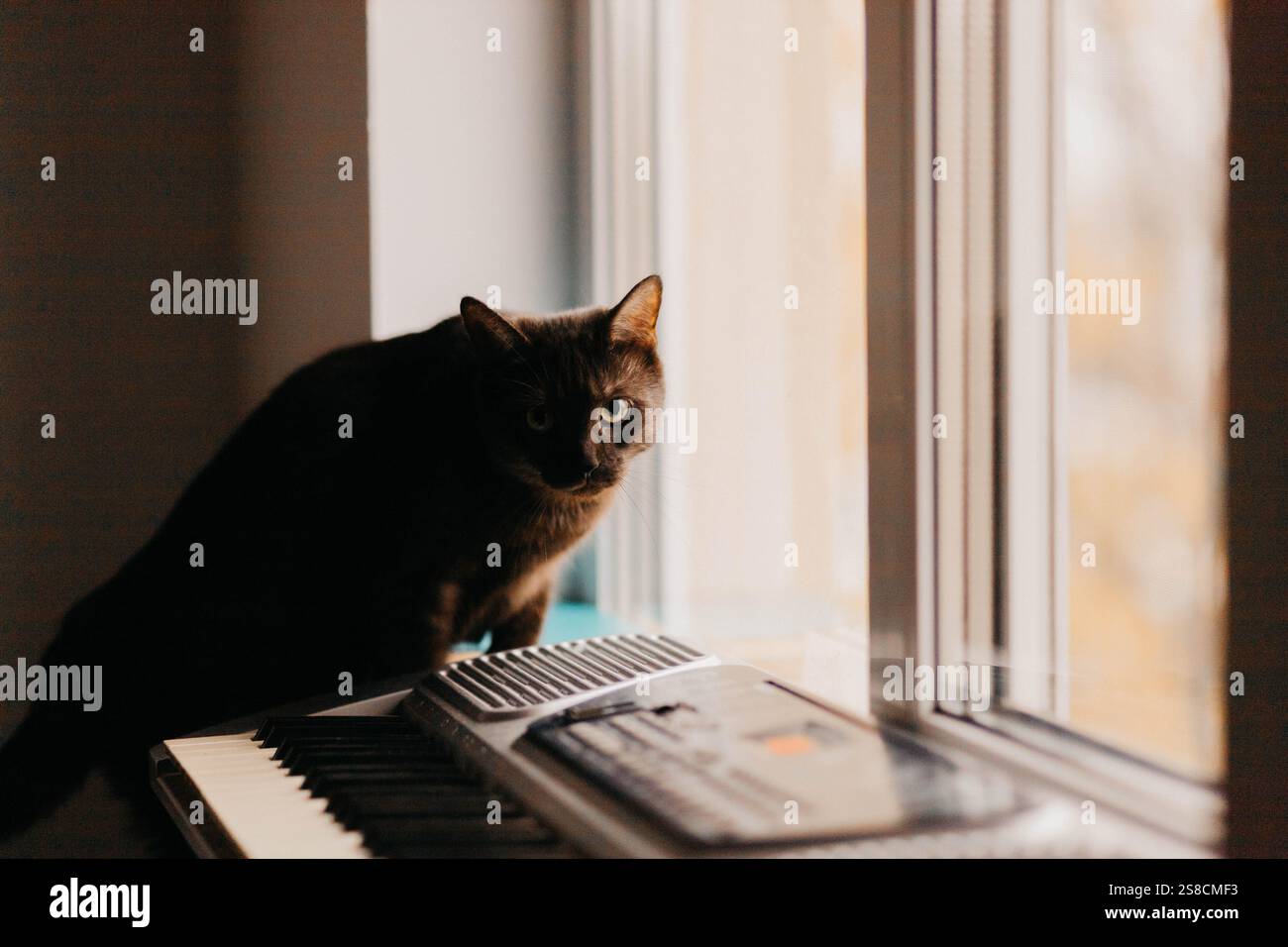 Sintetizzatore elettronico Un gatto nero siede su una tastiera vicino a una finestra, guardando all'esterno le foglie autunnali Foto Stock