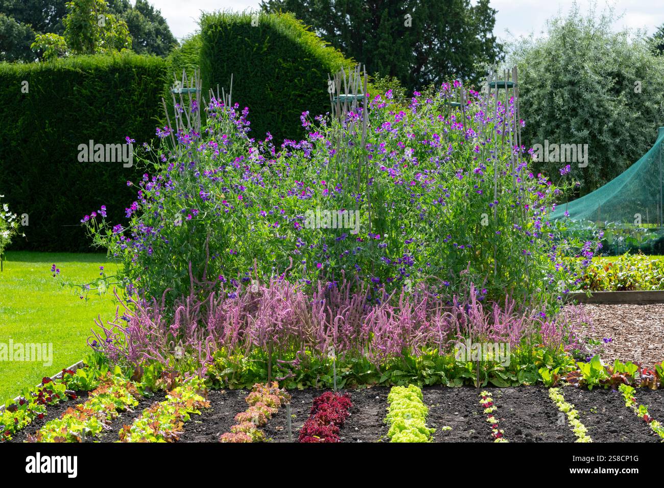 Piselli dolci in fiore nell'orto dell'Arley Hall and Gardens a fine estate. Foto Stock