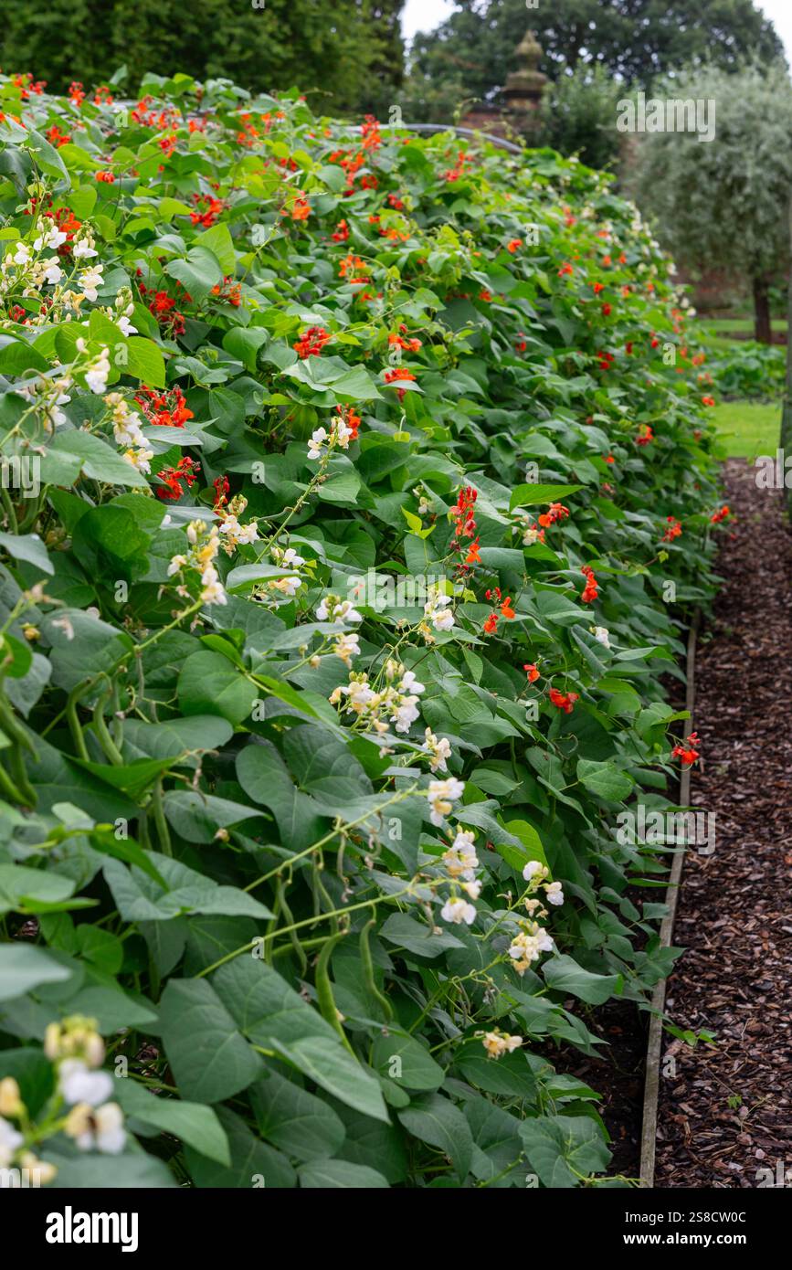 Fagioli corridori piante che fioriscono in un orto inglese a fine estate. Foto Stock