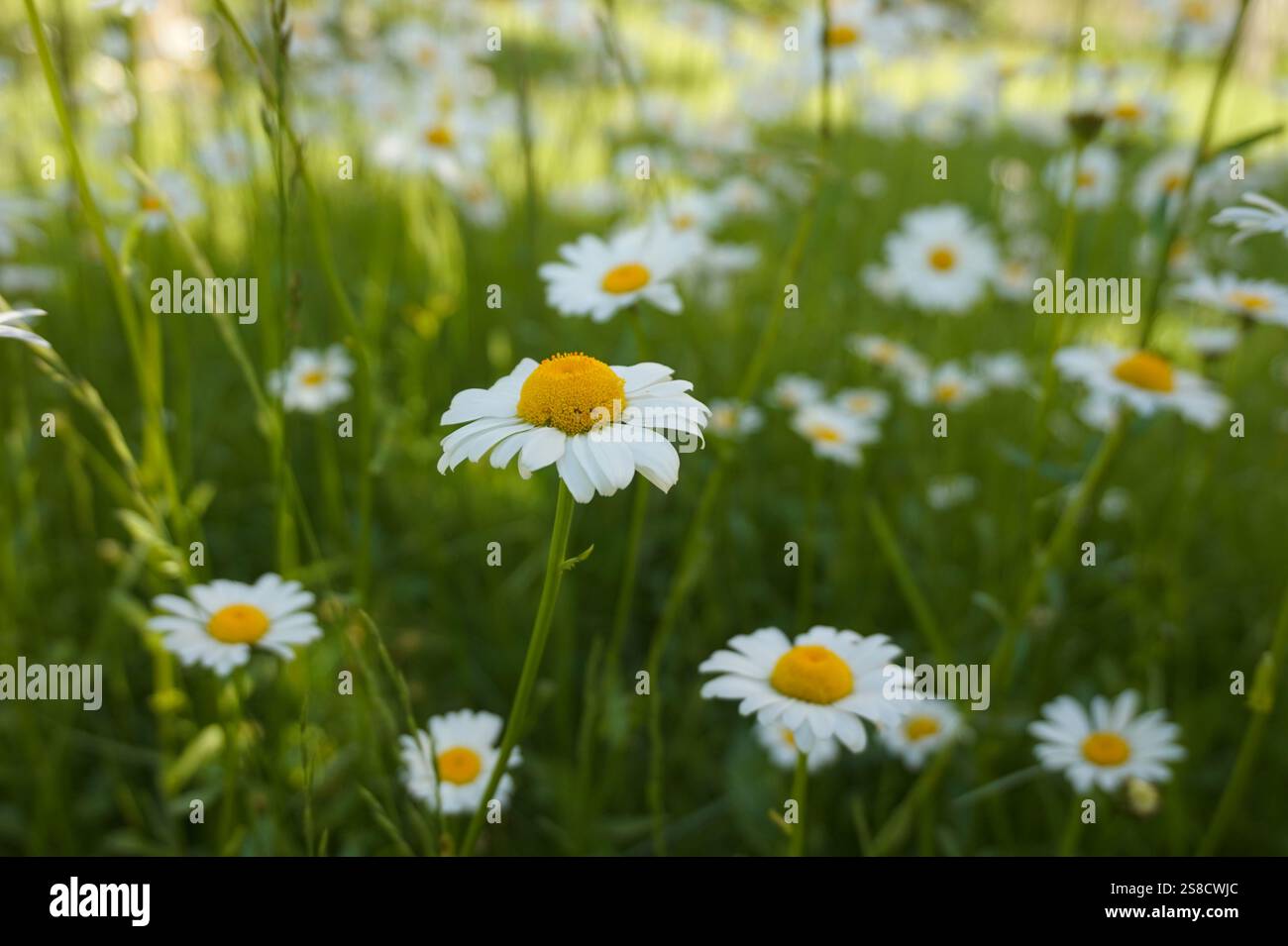 Armonia e tranquillità. Fiori selvatici di chamomileю Matricaria recutita in fiore. Sfondo floreale estivo. Foto Stock