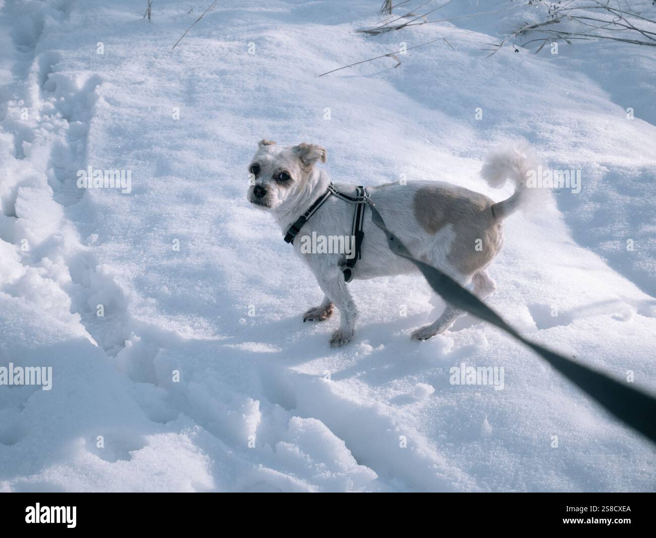 Cammina con un cane nel parco locale, una soleggiata giornata invernale in una piccola città Foto Stock