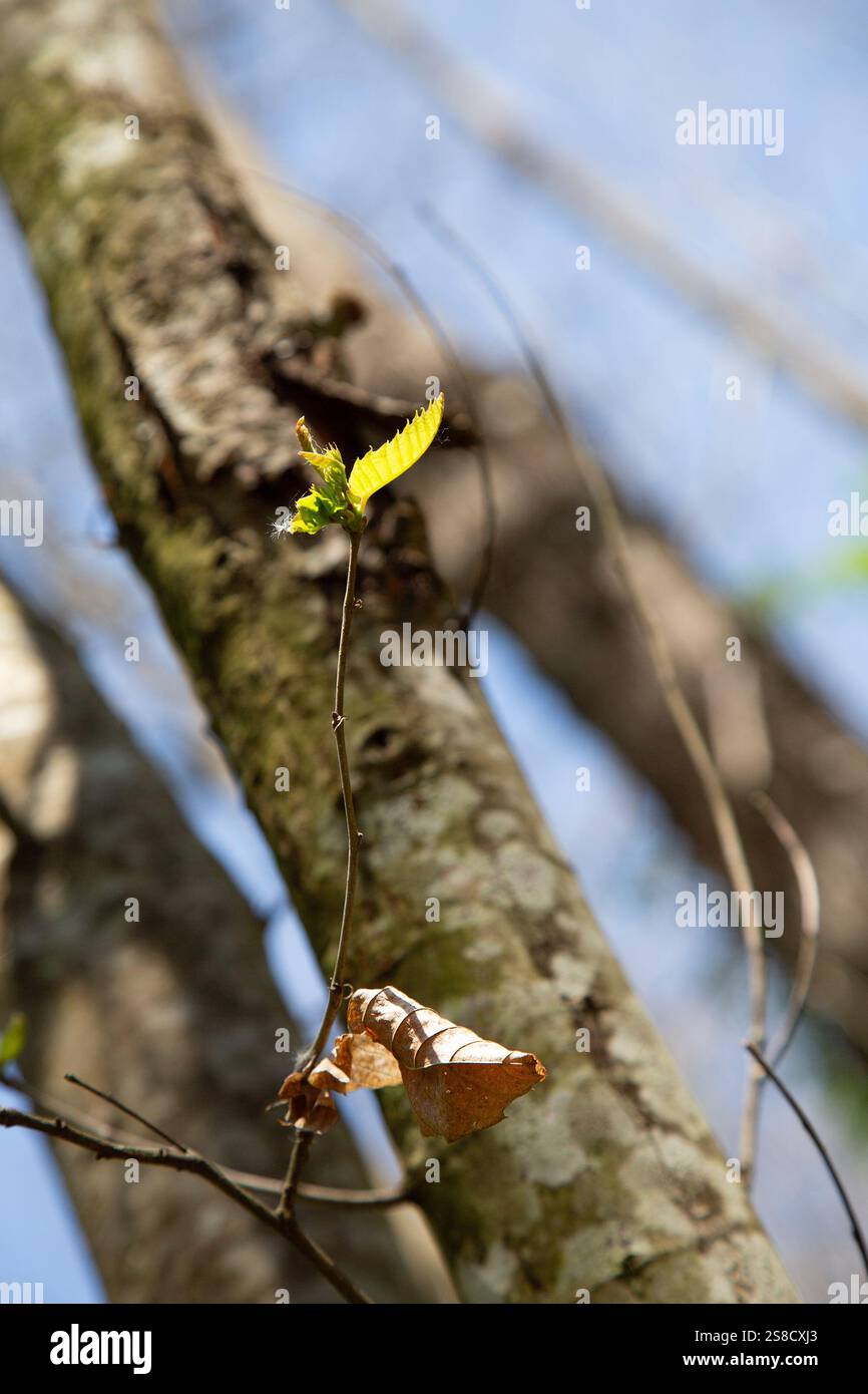 Un ramo d'albero ha una foglia gialla che sta crescendo da esso Foto Stock