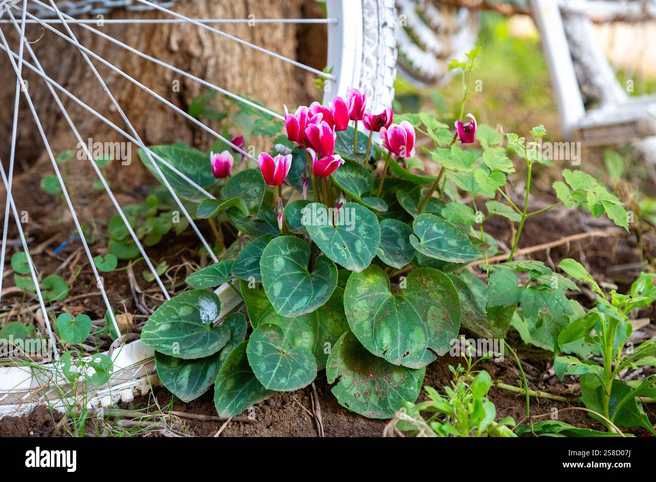 Una bella pianta con fiori rosa cresce da una ruota per biciclette Foto Stock