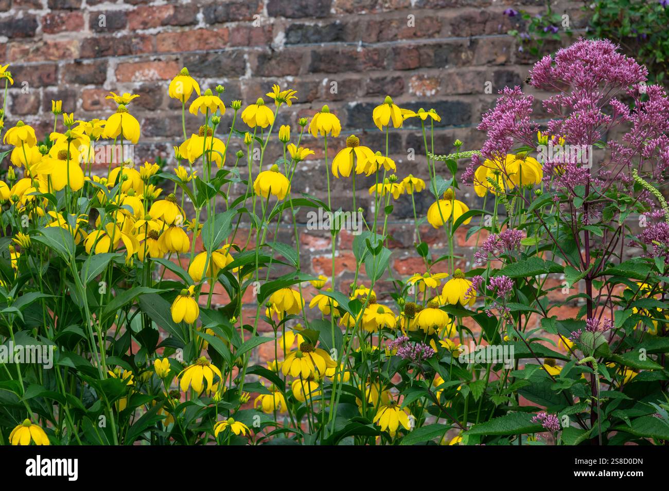 Rudbeckia Laciniata "Herbston", alta e perenne, fiorita in un confine erbaceo della fine dell'estate. Foto Stock