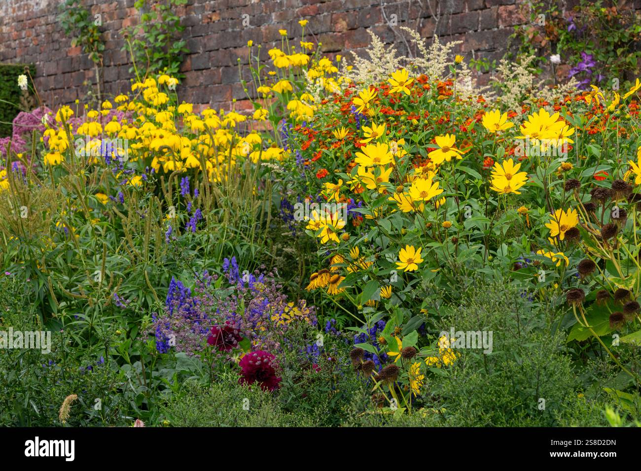 Alti perenni in un confine erbaceo alla fine dell'estate, tra cui Helianthus, Rudbeckia e Aconitum. Foto Stock