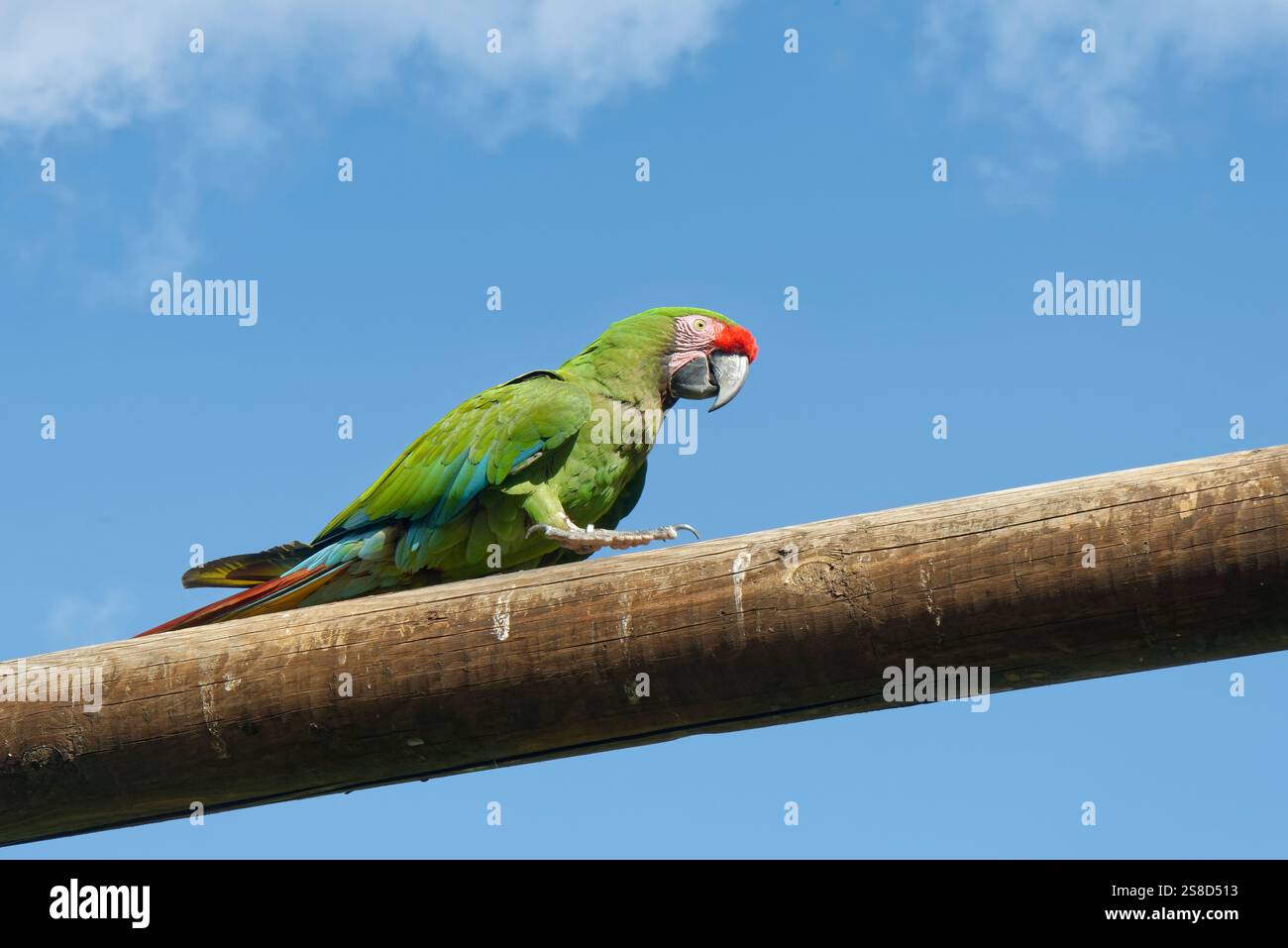 Grande Macaw verde (Ara ambigua) camminando lungo un treno di legno, Oasis Park, Fuerteventura, Isole Canarie, novembre. Prigioniero. Foto Stock