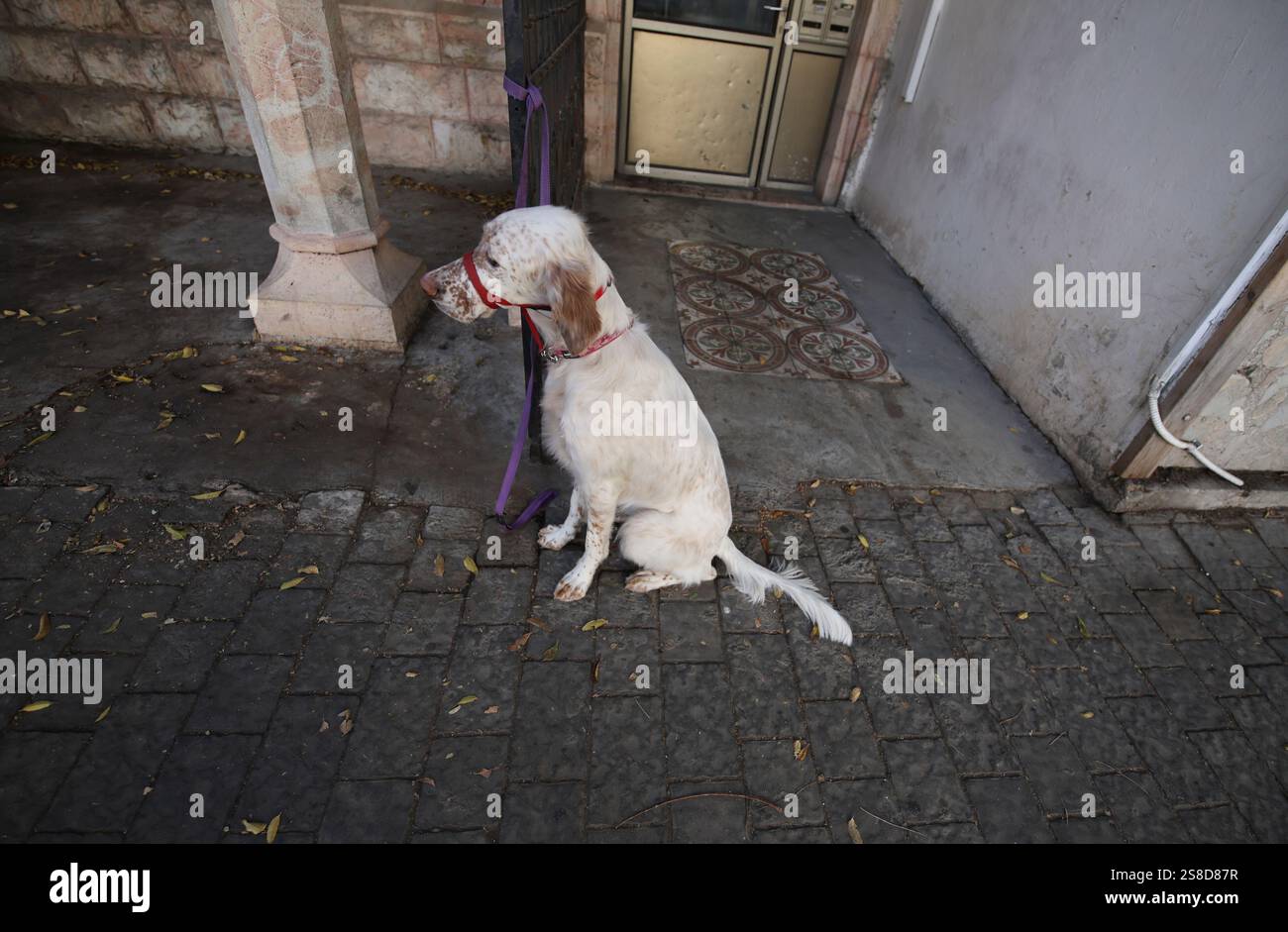 Un cane aspetta il suo proprietario fuori da un negozio nella Colonia tedesca a Gerusalemme il 13 dicembre 2024. Foto di Raquel G. Frohlich. Foto Stock