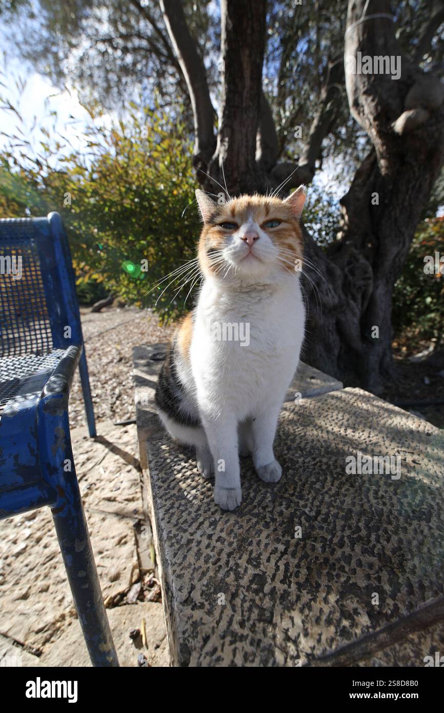 Un gatto randagio a Gerusalemme il 13 dicembre 2024. Foto di Raquel G. Frohlich. Foto Stock