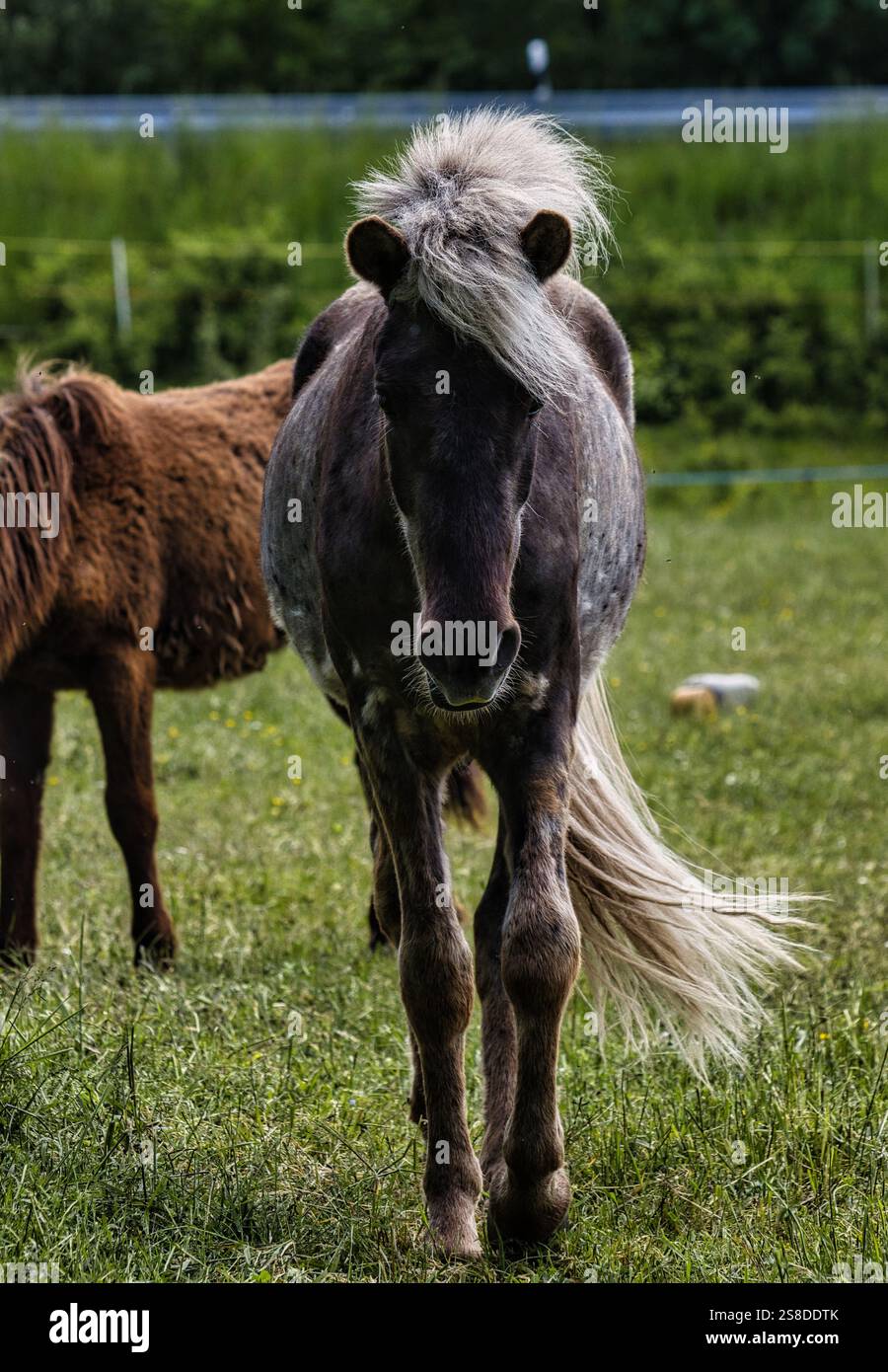 Majestic Horse con White Mane Foto Stock