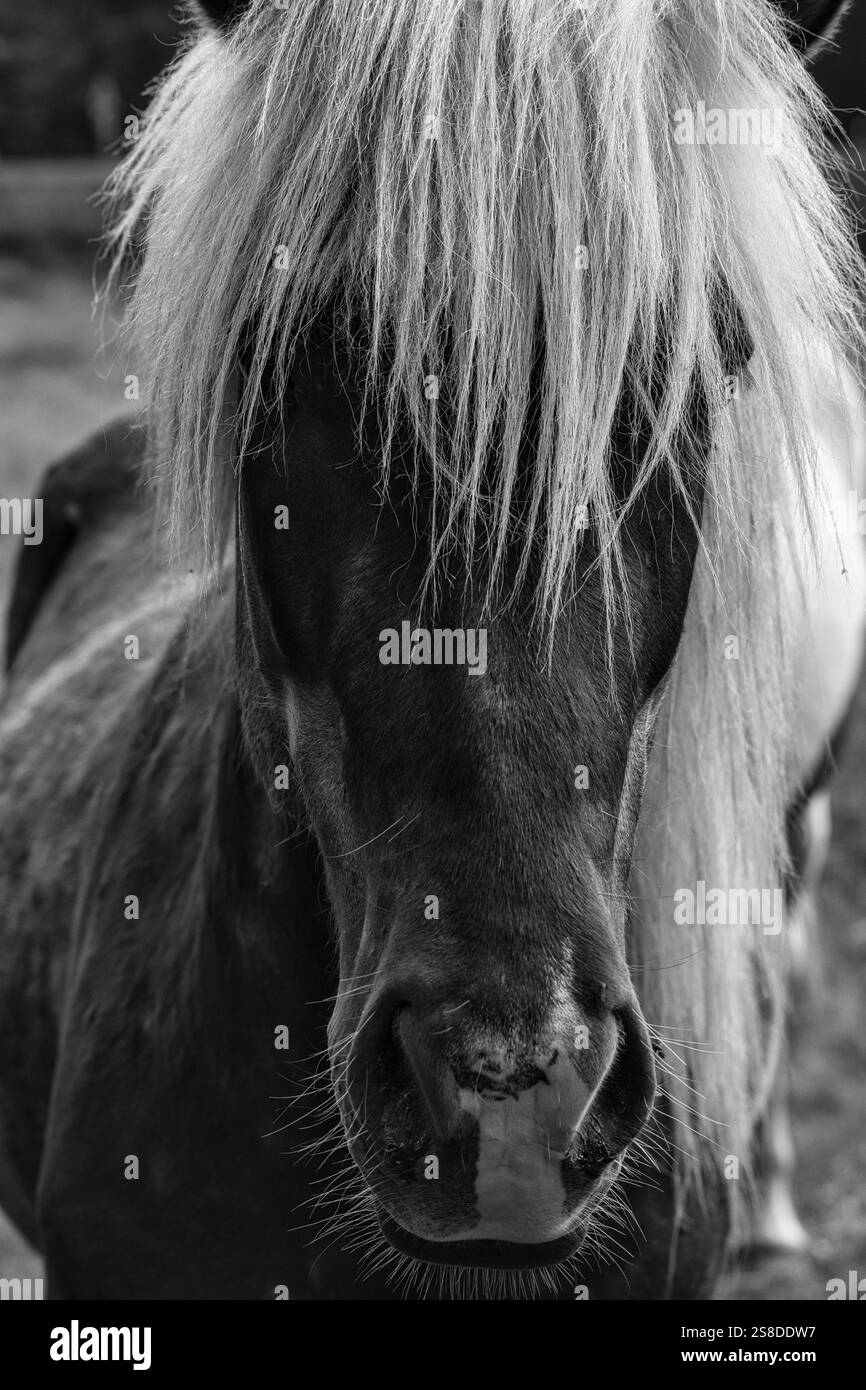 Primo piano della faccia di un cavallo in bianco e nero Foto Stock