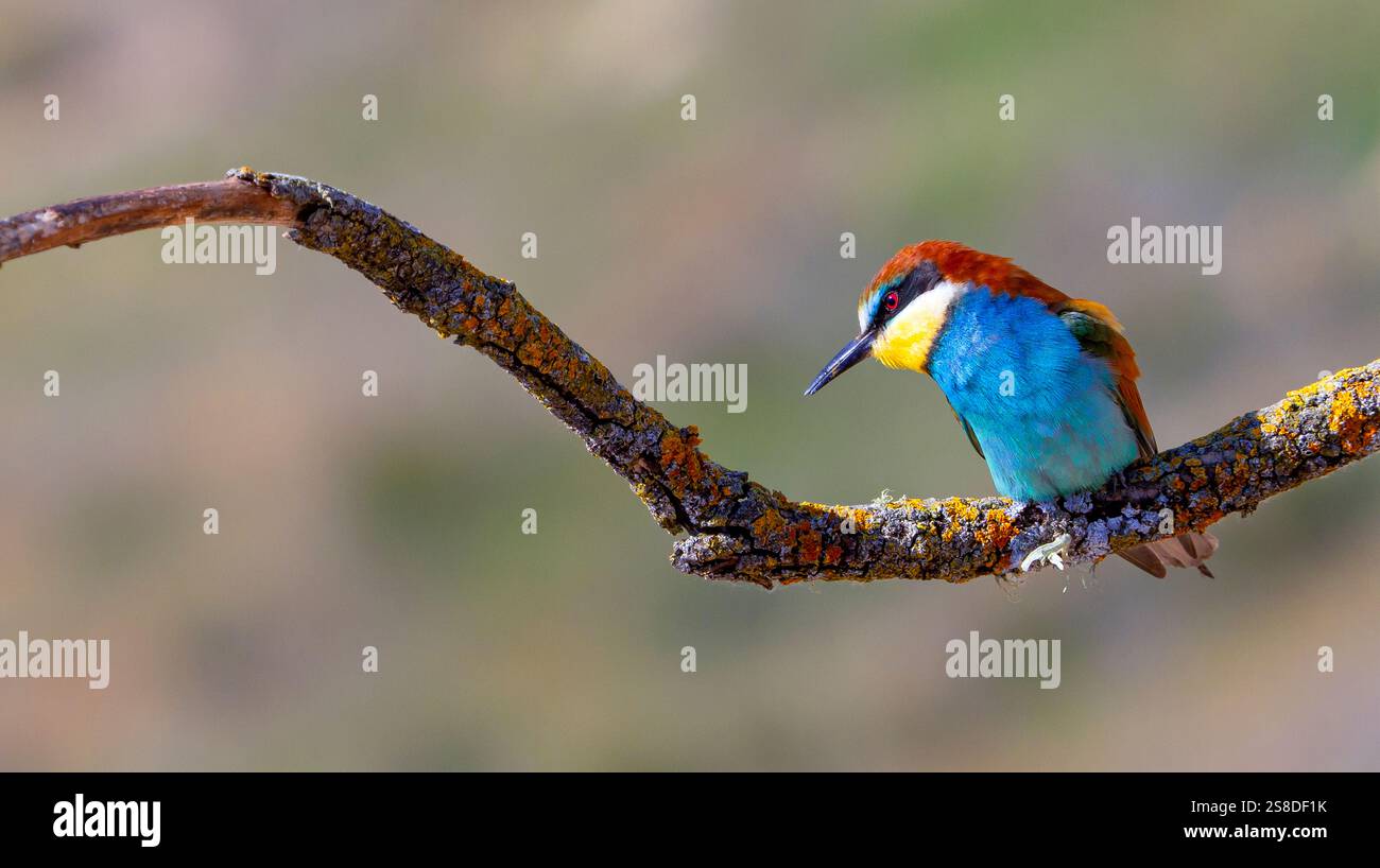 Apicoltura, Merops apiaster, Mediterranean Forest, Castilla y Leon, Spagna, Europa Foto Stock