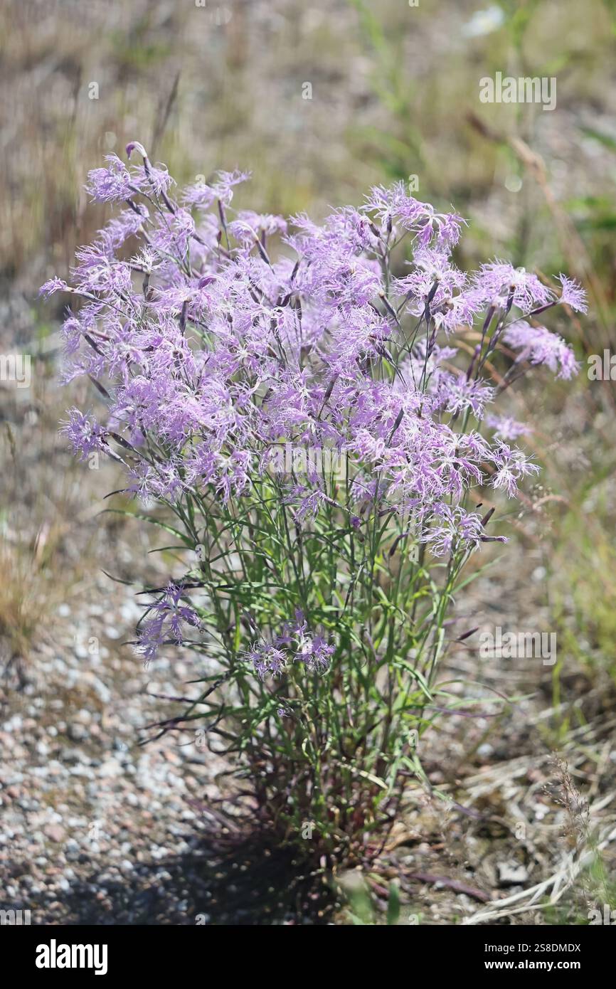 Large Pink, Dianthus superbus, nota anche come pianta a fiore selvatico rosa frangiato proveniente dalla Finlandia Foto Stock