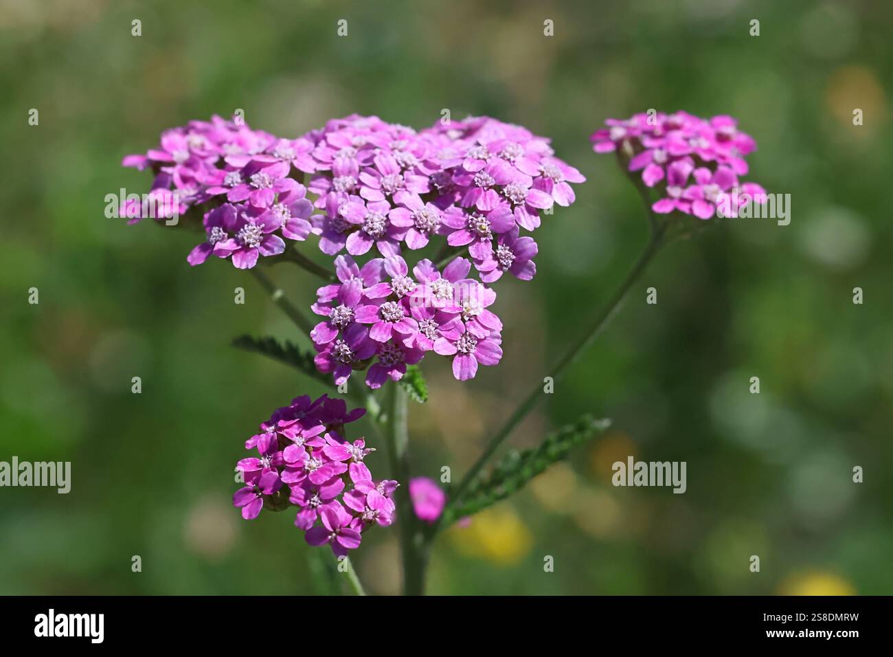 Freccia comune, Achillea millefolium, fiori viola, pianta medicinale tradizionale Foto Stock