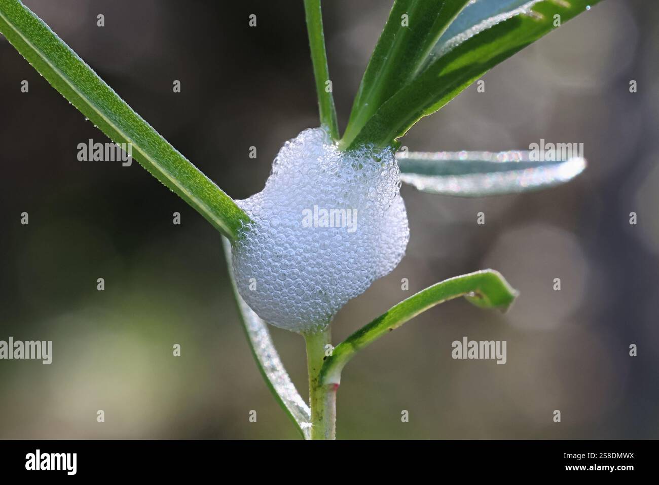 Philaenus spumarius, la rana del prato o la spittlebug del prato, larva nel nido di schiuma Foto Stock