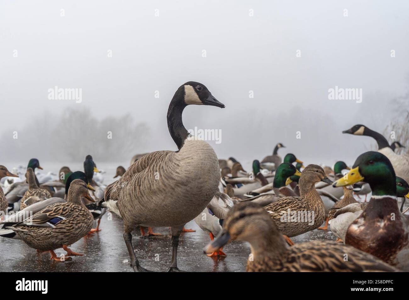 Primo piano dell'oca canadese del Regno Unito (Branta canadensis) insieme alle anatre domestiche che si radunano su un solido ghiaccio del lago ghiacciato in una giornata invernale nebbiosa e nebbiosa. Foto Stock