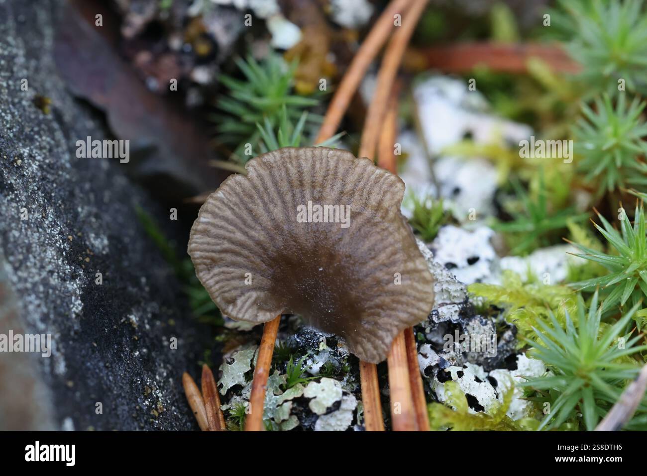 Arrhenia obscurata, fungo finlandese, nessun nome inglese comune Foto Stock