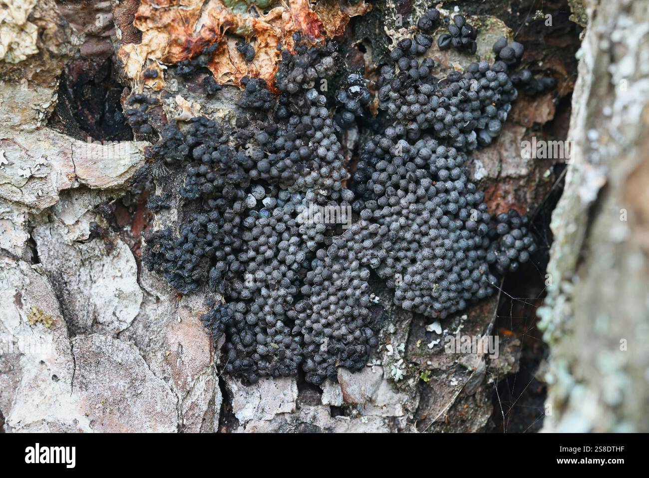 Badhamia macrocarpa, una muffa di melma dalla Finlandia, nessun nome inglese comune Foto Stock