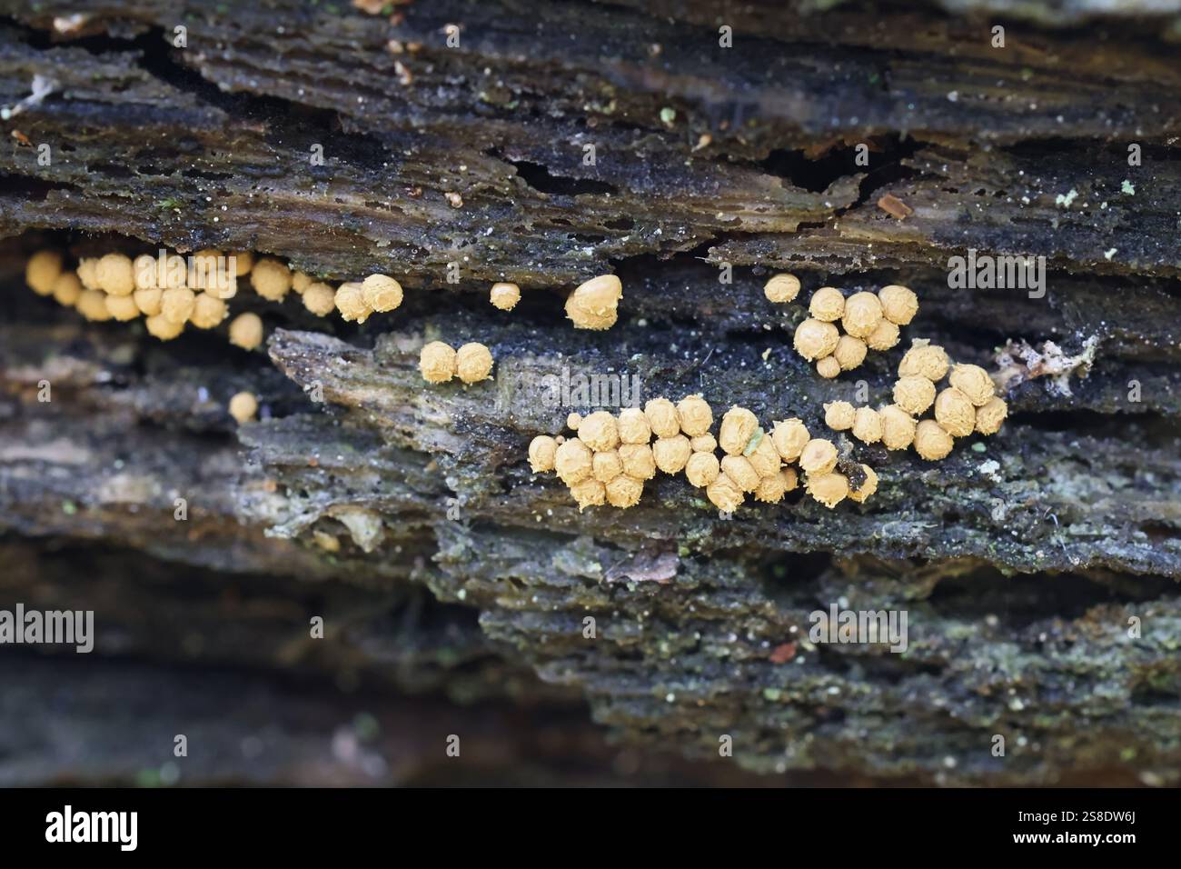 Hemitrichia abietina, chiamata anche Trichia abietina, melma muffa dalla Finlandia, nessun nome inglese comune Foto Stock