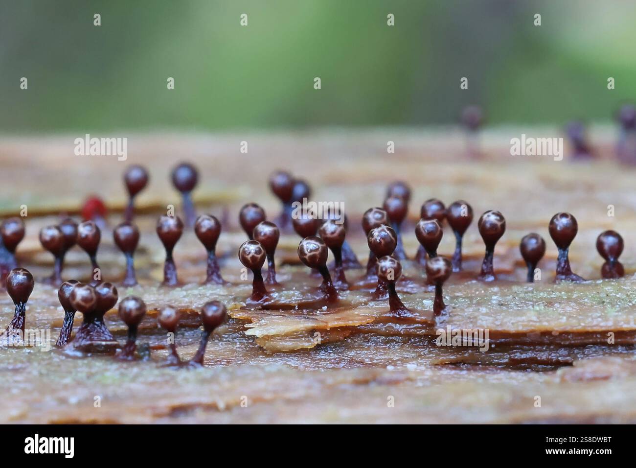 Trichia botrytis, una muffa di lime dalla Finlandia, nessun nome inglese comune Foto Stock
