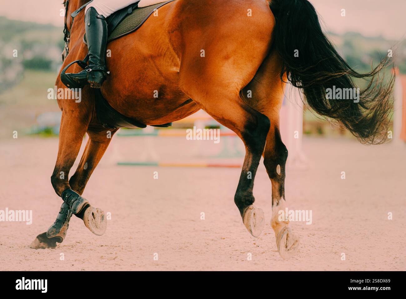 Un bellissimo cavallo da baia con una lunga coda di galoppo scura in una gara di salto a ostacoli in una soleggiata giornata estiva. Il cavallo viene guidato da un cavaliere esperto Foto Stock Un bellissimo cavallo da baia con una lunga coda di galoppo scura in una gara di salto a ostacoli in una soleggiata giornata estiva. Il cavallo viene guidato da un cavaliere esperto Foto Stock