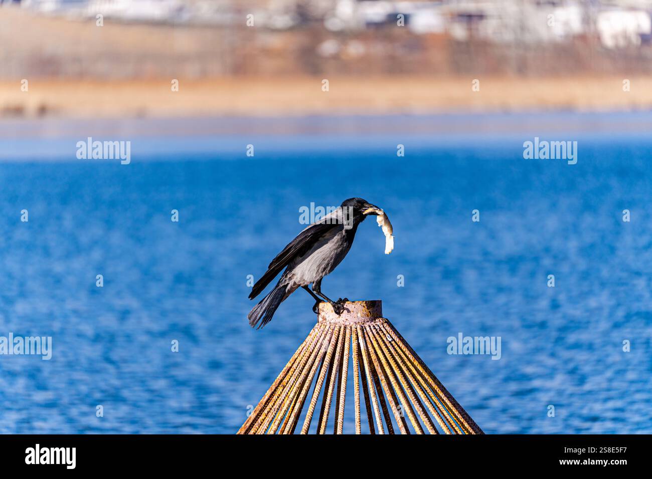 Un corvo si erge su un palo di legno, tenendo un pezzo di cibo nel suo becco. Lo sfondo presenta le serene acque blu del Lago di Lisi, con un inverno sfocato Foto Stock