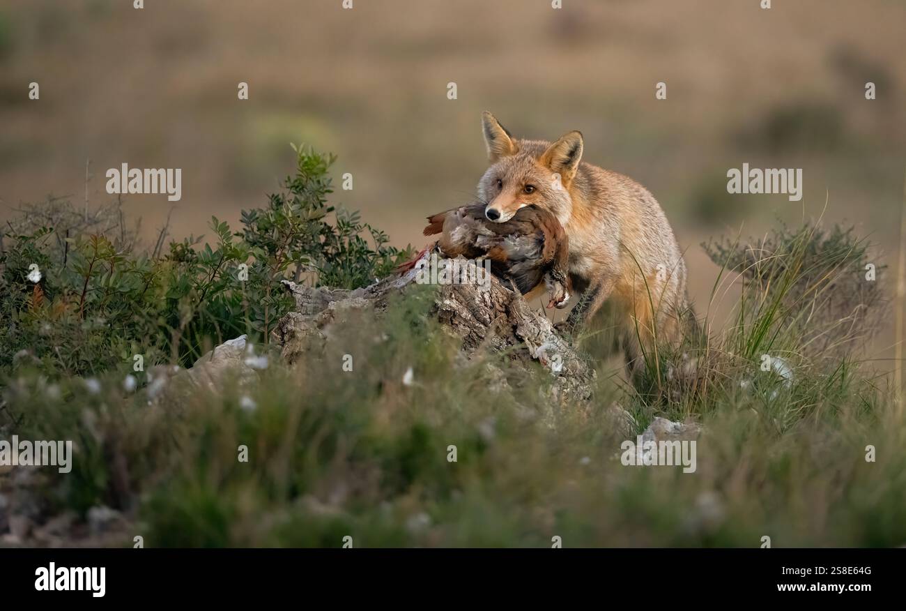 Una volpe rossa con la sua preda in bocca, in allerta vicino a un ceppo di alberi in un campo erboso, l'immagine mette in risalto l'istinto di caccia della volpe e la natura Foto Stock