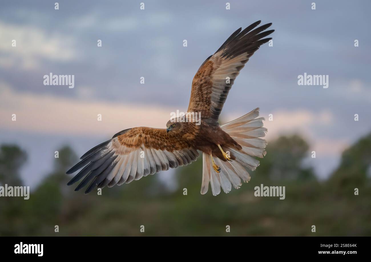 Una splendida fotografia cattura un maestoso falco in pieno volo su uno sfondo di cieli drammatici al crepuscolo, mostrando la bellezza e la grazia di questa potenza Foto Stock