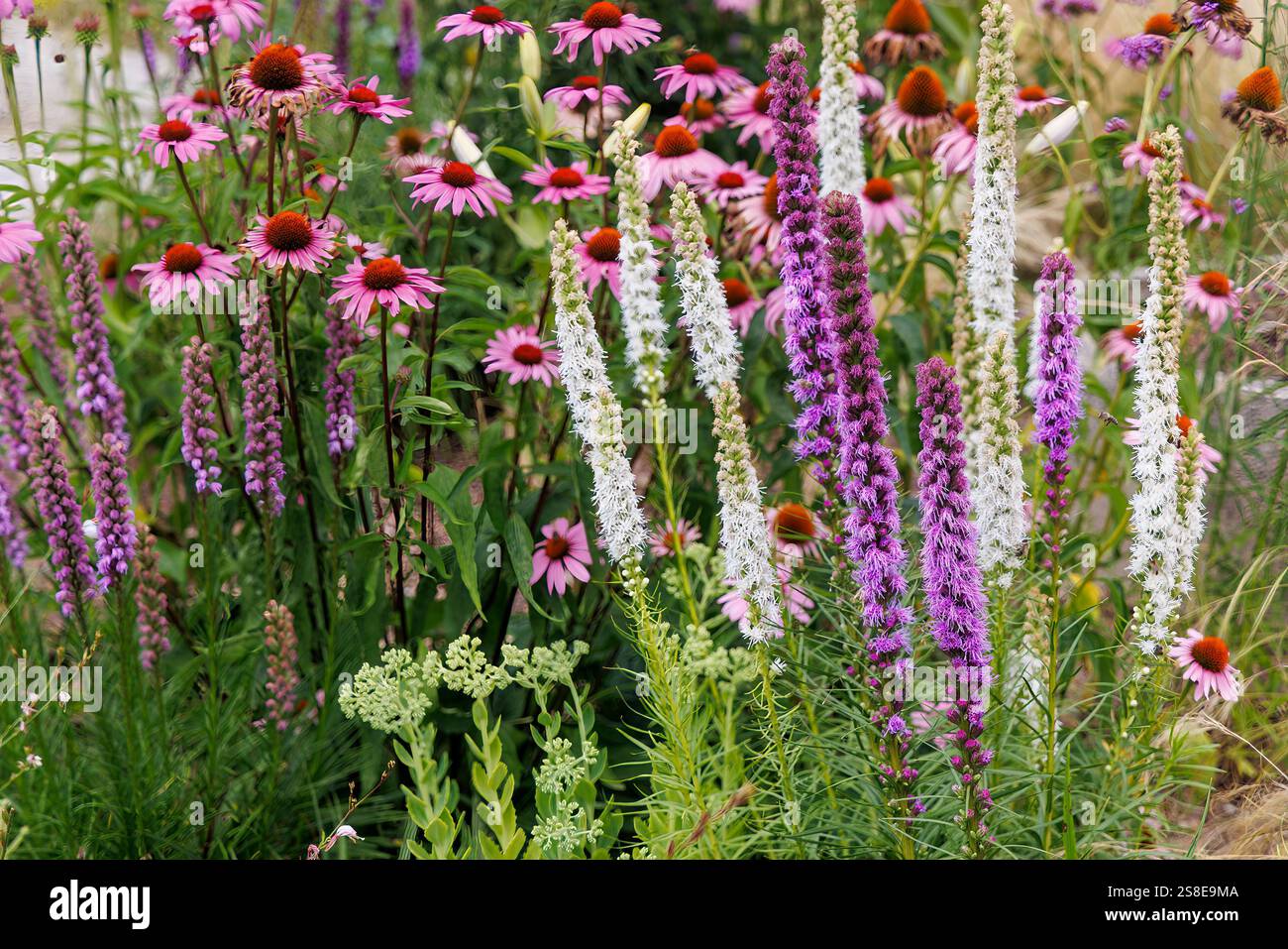 Fiori di biancheria da letto mista al confine del parco pubblico, Roznava, Slovacchia Foto Stock