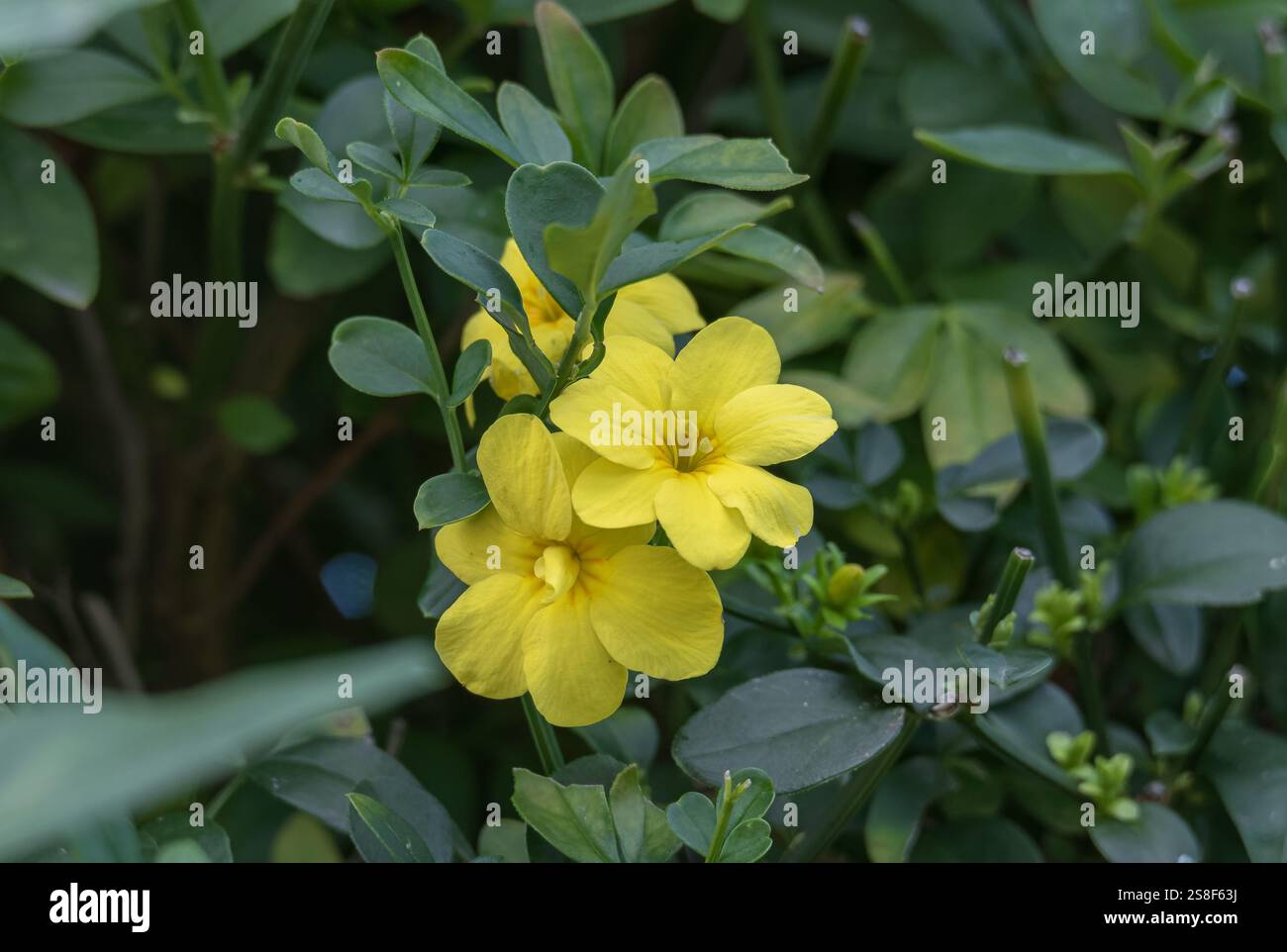 Primo piano di un vibrante fiore di gelsomino di primrose Jasminum mesnyi sulla pianta inondata di luce naturale Foto Stock
